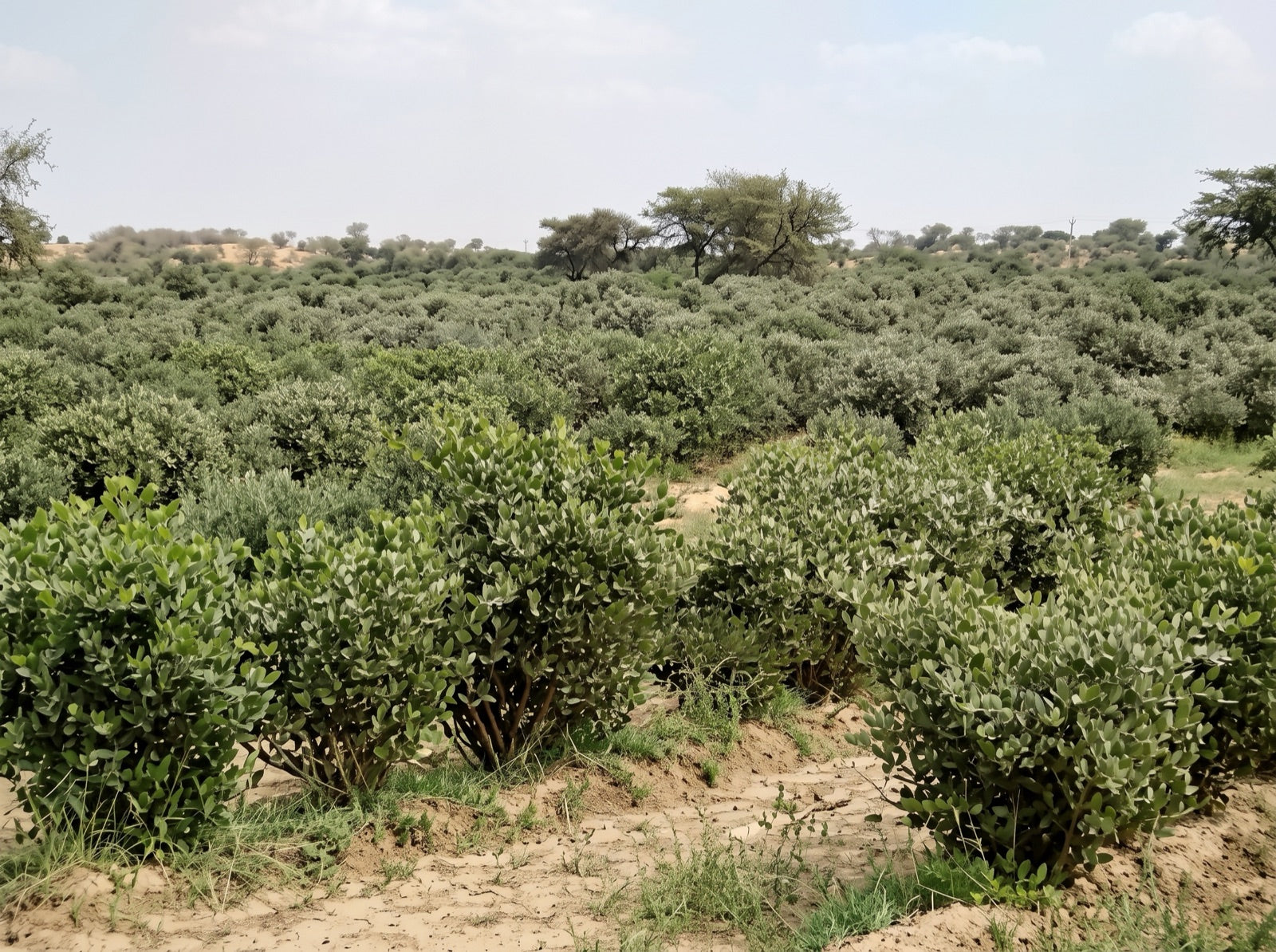 Jojoba farms, Rajasthan